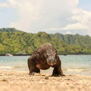 Komodo Islands travel tips, where the Komodo Dragon lives