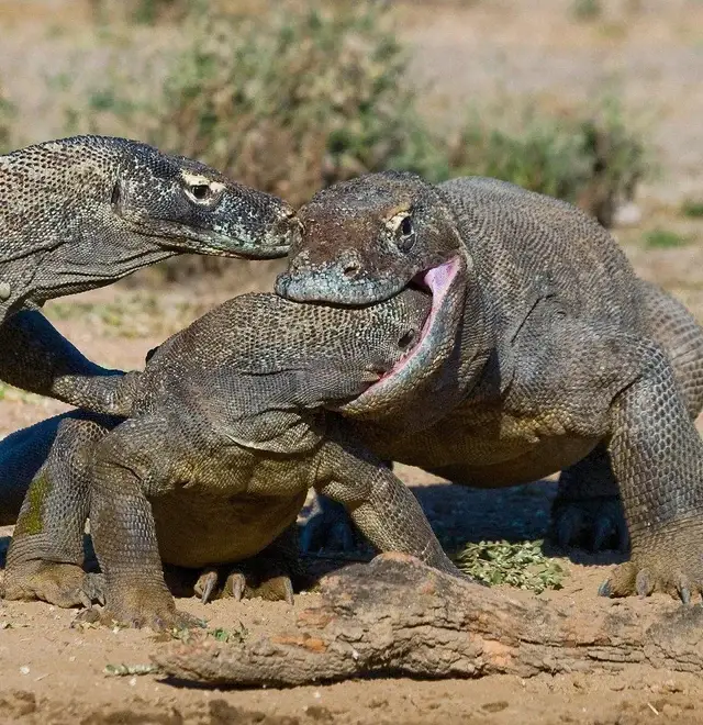 Komodo Dragons are cannibal and dangerous