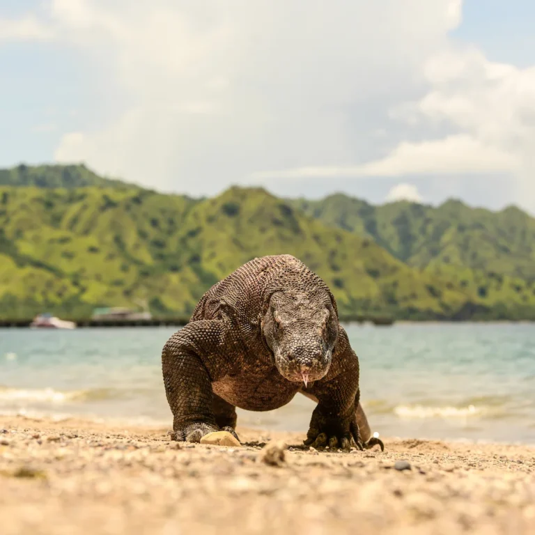 A Komodo dragon on the ground in Komodo National Park