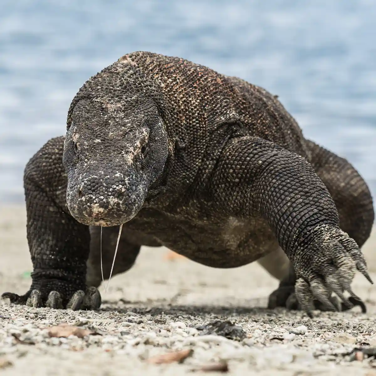 komodo dragon facts