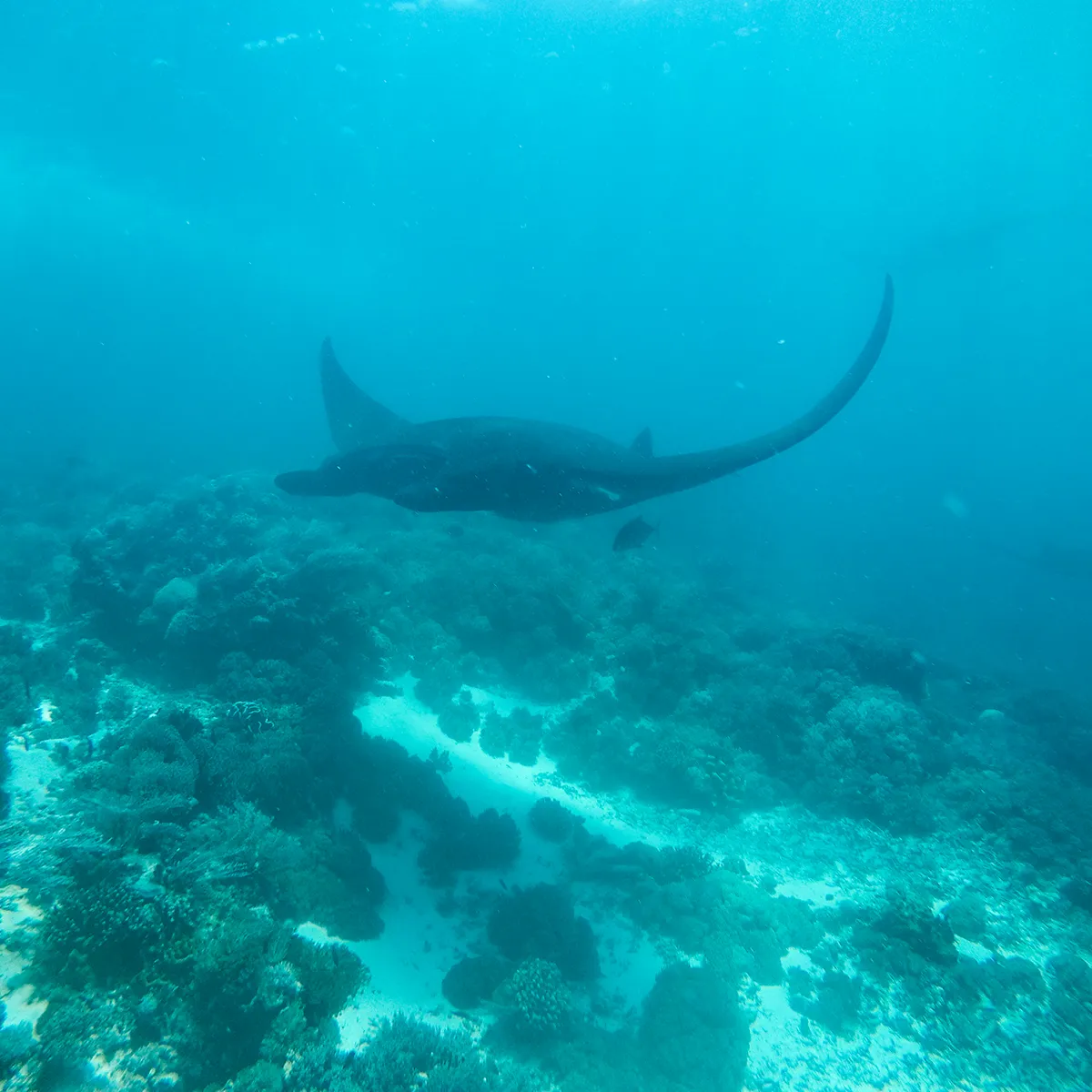 If you are in a right spot and season, you will find Manta Rays easily