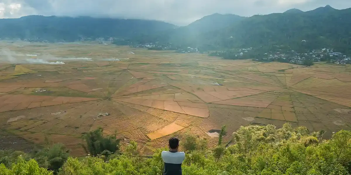 Cancar Spider Web Rice Fields
