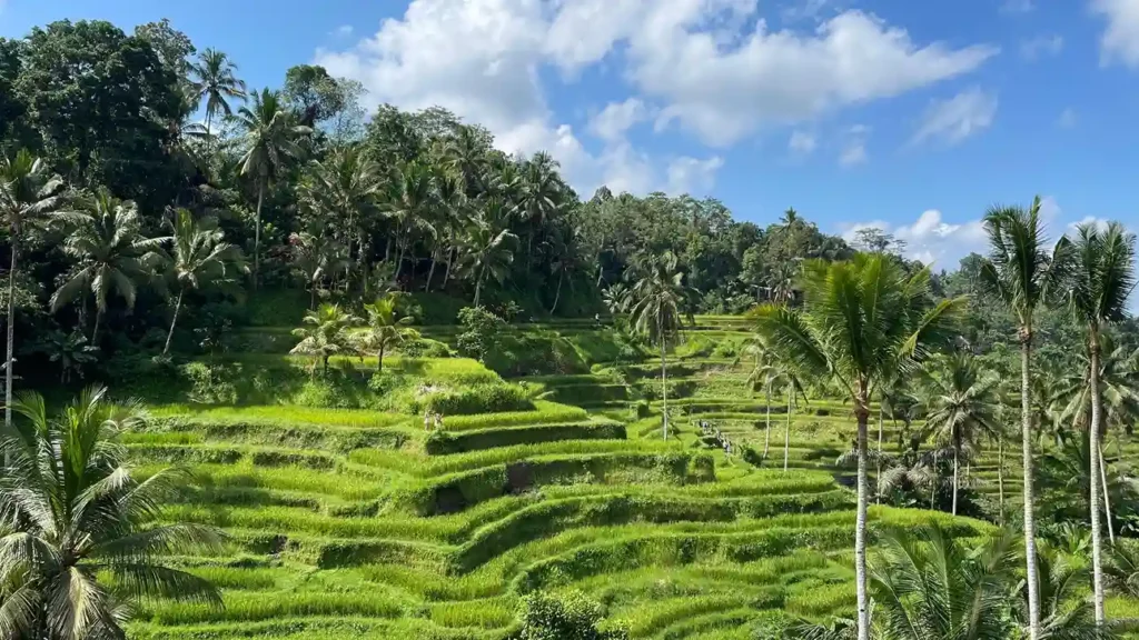 Tegalalang Rice Ubud Bali | Komodo Luxury