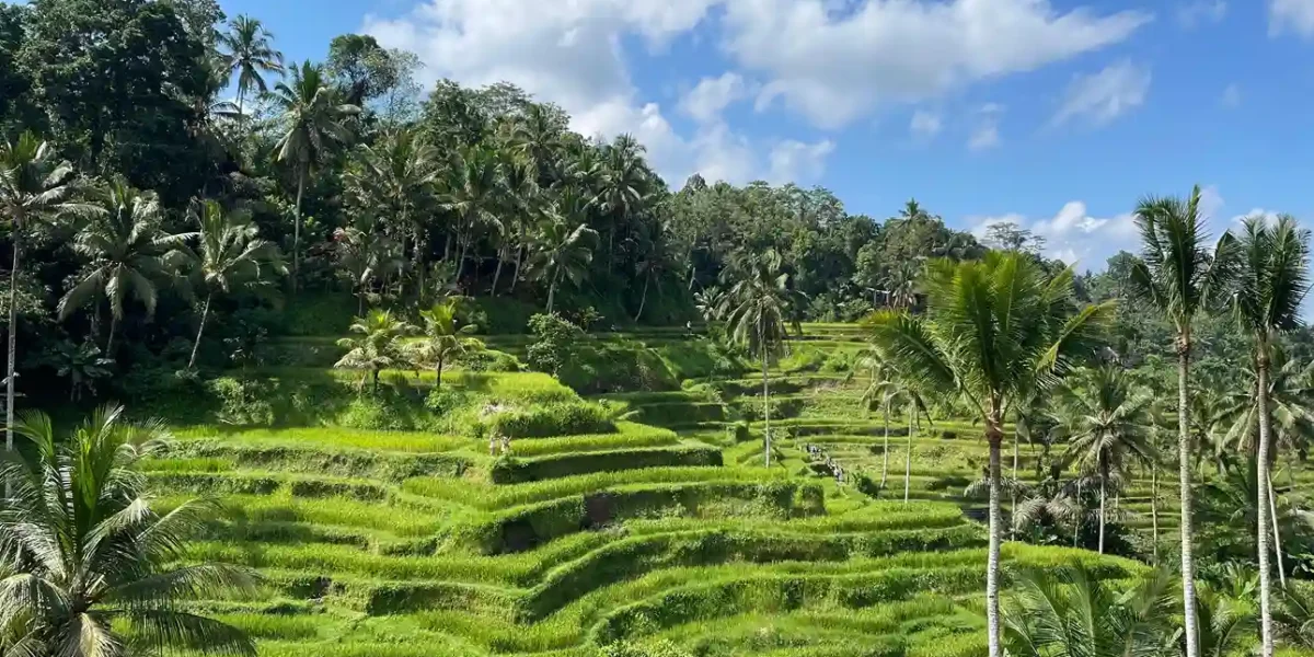 Tegalalang Rice Ubud Bali | Komodo Luxury