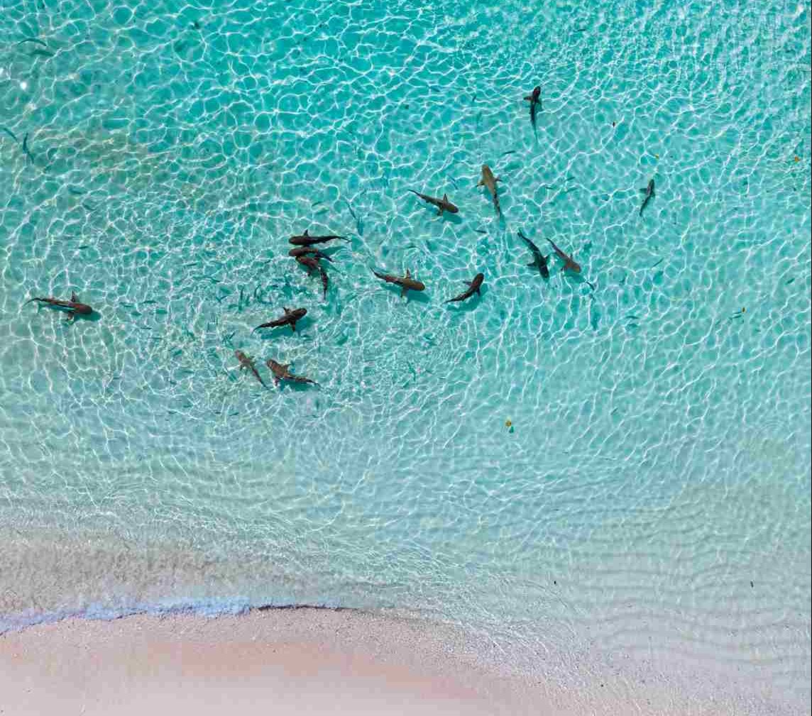 Reef sharks patrolling a current-swept reef of the kind dived on the northern Komodo pinnacles | Komodo Luxury