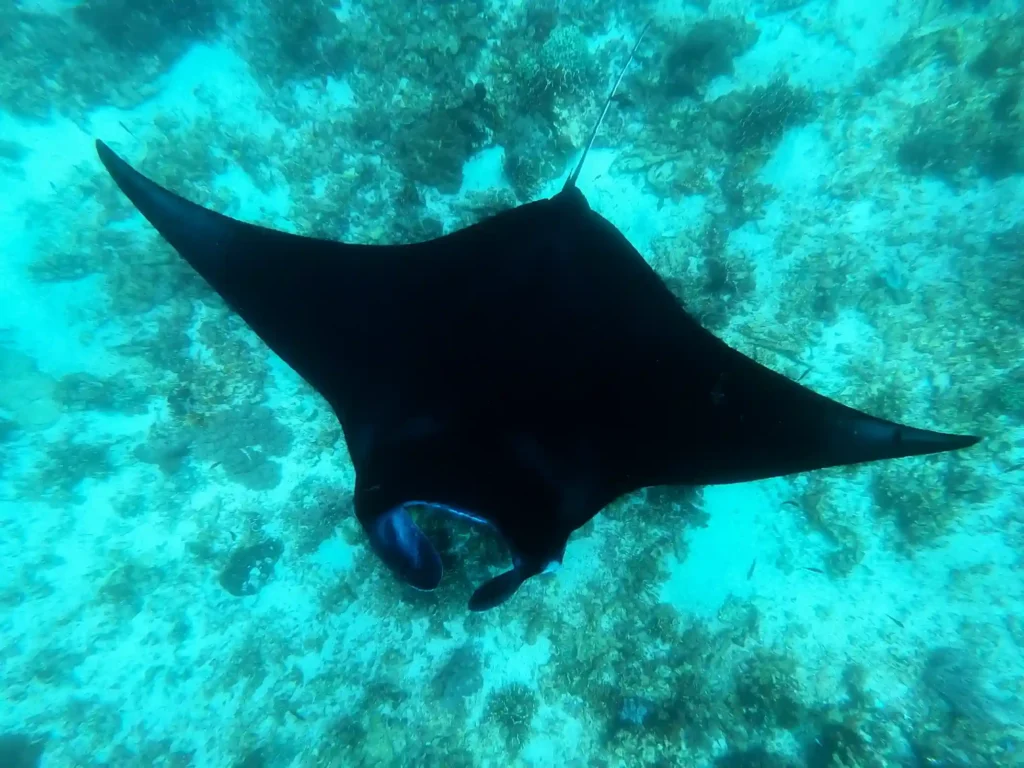 Manta Point Komodo | Komodo Diving Liveaboard | Komodo Luxury