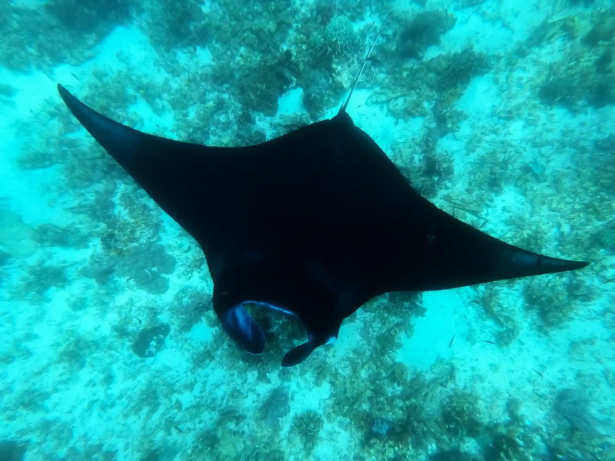 Diving Conditions & Safety