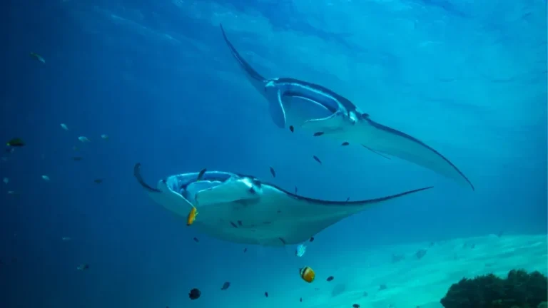 The reef at Makassar Reef near Manta Point