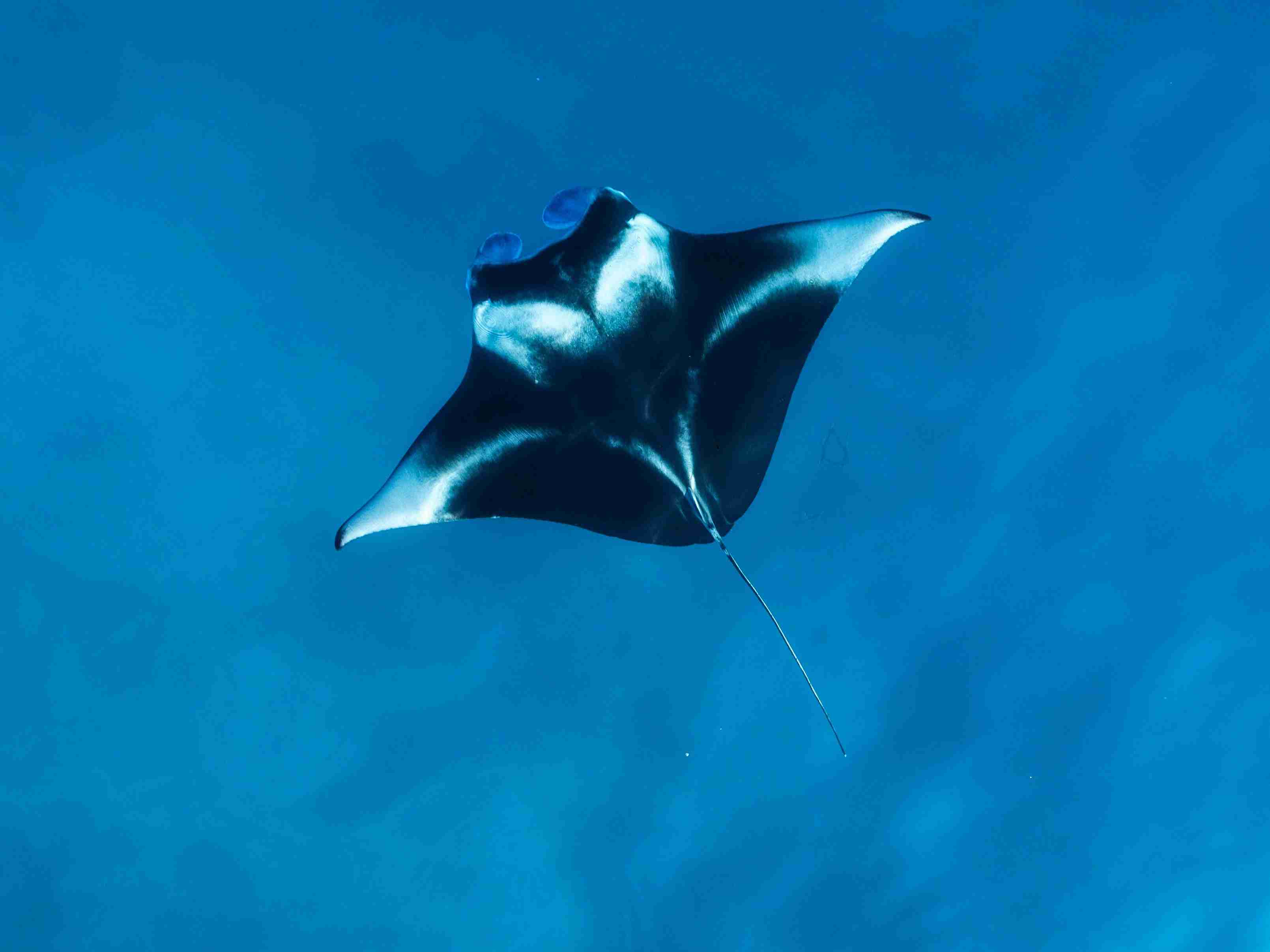Manta ray over the sandy cleaning station at Manta Sandy, Raja Ampat | Komodo Luxury