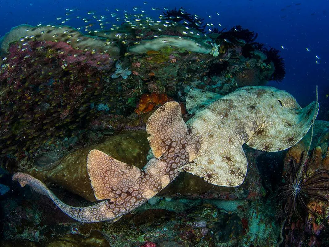 第 8 天：丹皮尔海峡