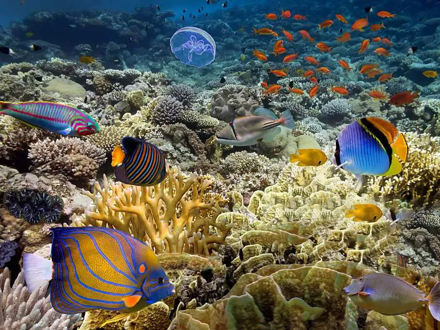 Day 4: Balbulol &amp; Farondi | Raja Ampat