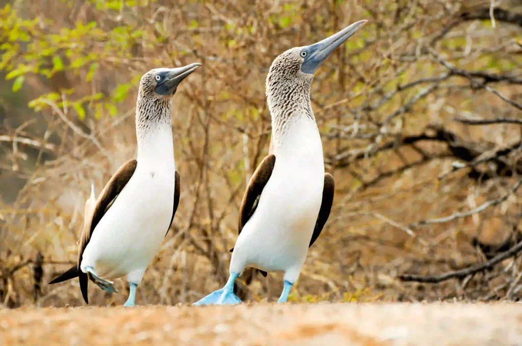 Two Blue Footed Boobies Standing in a Field | Komdoo Luxury