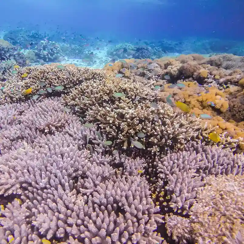 Close-up of soft coral and invertebrate life on a reef wall | Komodo Luxury