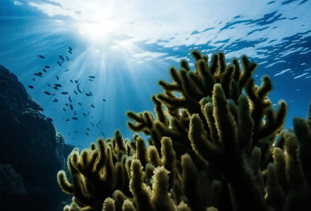 Cross Wreck Raja Ampat - KomodoLuxury