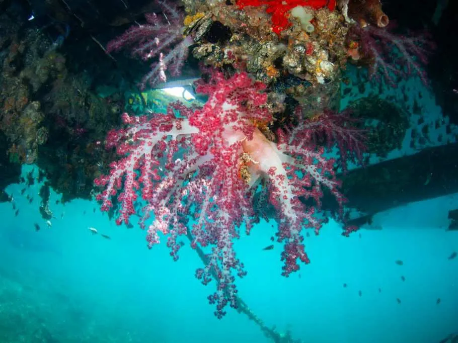 Sauwandarek | Raja Ampat | Komodo Luxury