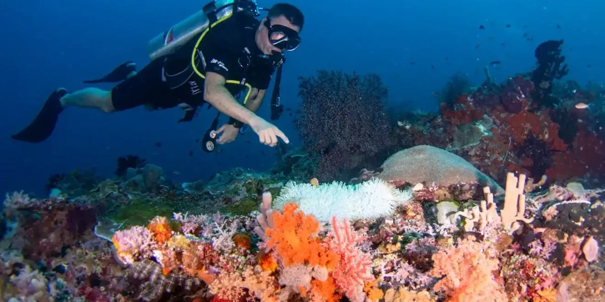 How Difficult Is Diving in Komodo Island? Everything You Need to Know!