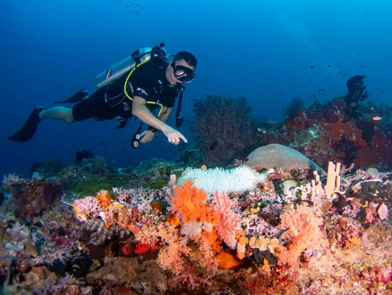 Castle Rock Dive Site