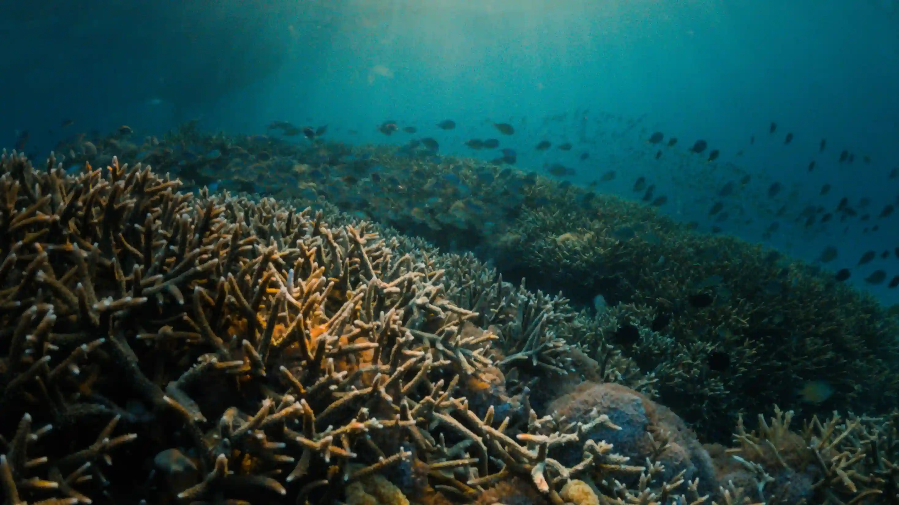 A manta ray over a reef on a private dive charter in eastern Indonesia