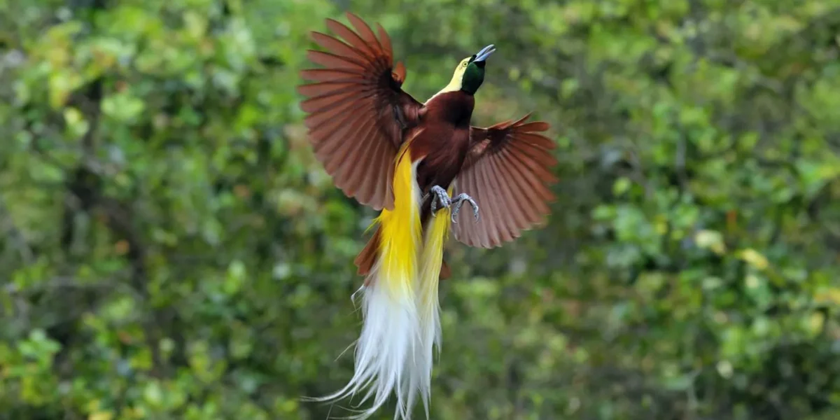 Birds of Paradise - KomodoLuxury
