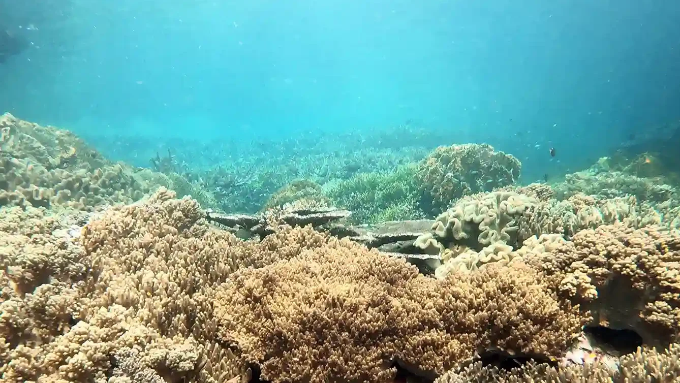 Cape Kri Snorkel/Dive