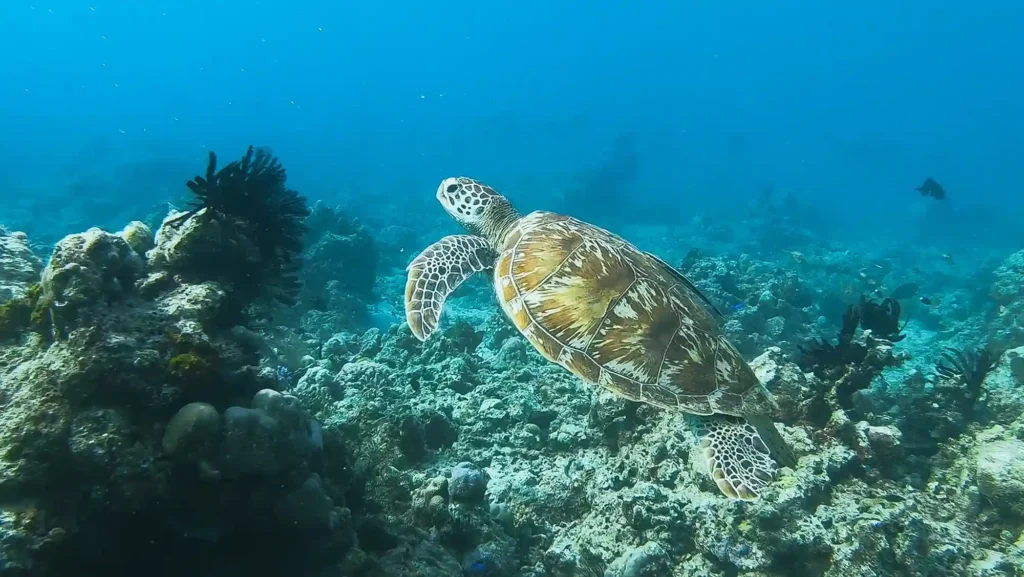 Diving | Komodo National Park | Komodo Luxury