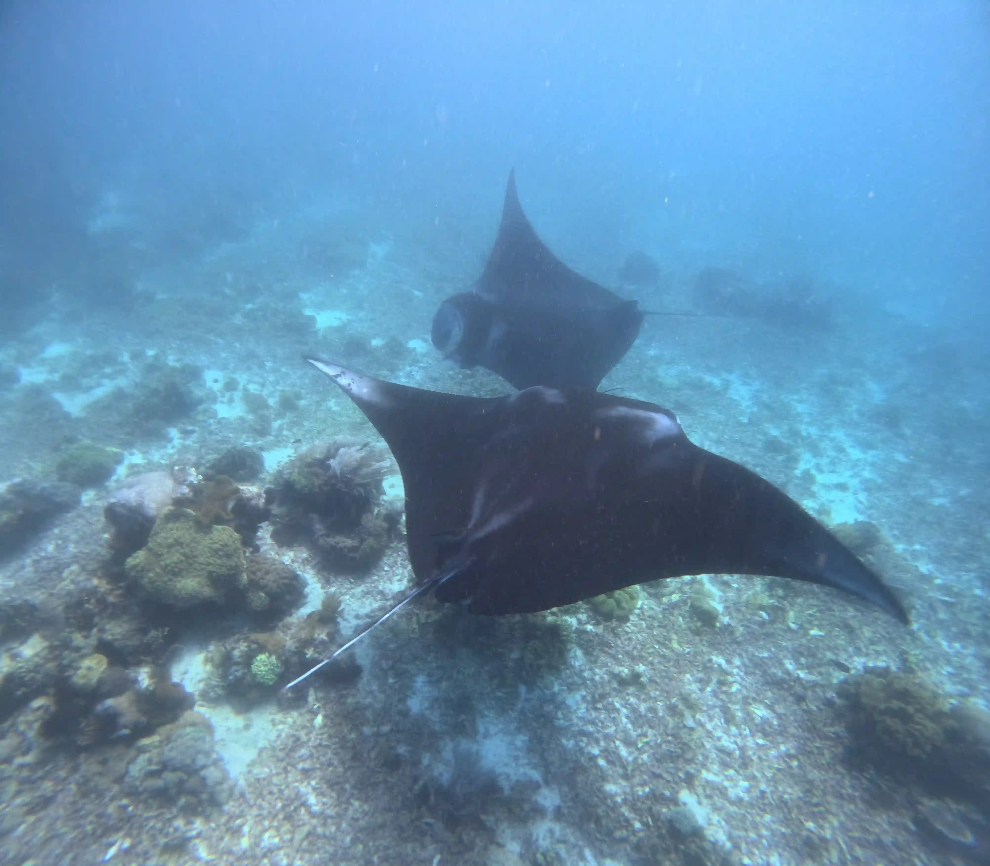 Makassar Reef dive site, Komodo
