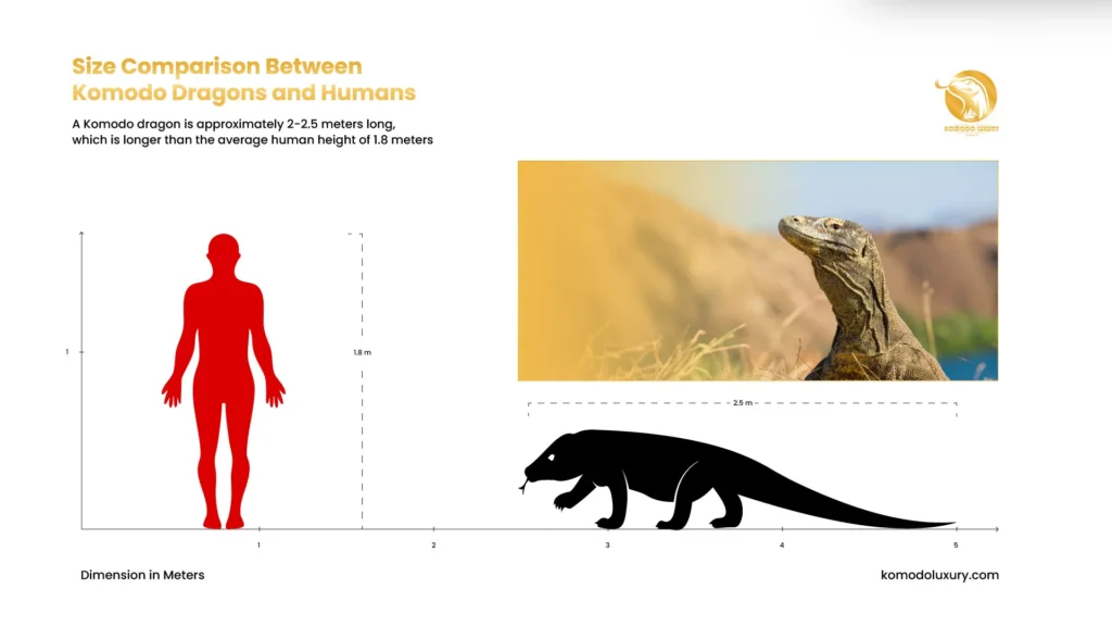 Size Comparison Between Komodo Dragons and Humans | Komodo Luxury