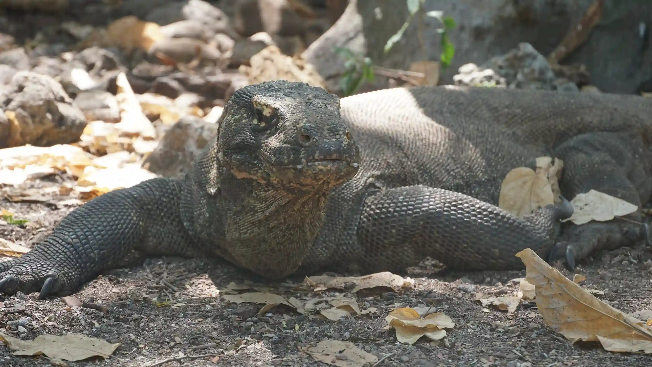Komodo National Park Permit & Regulations 2026: Everything You Need to Know