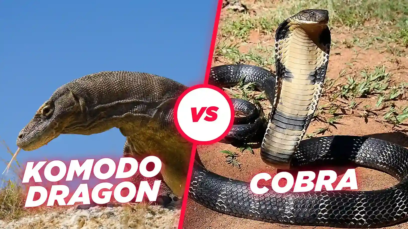 Komodo Dragon Vs King Cobra Battle Of Deadly Predators Komodo Luxury