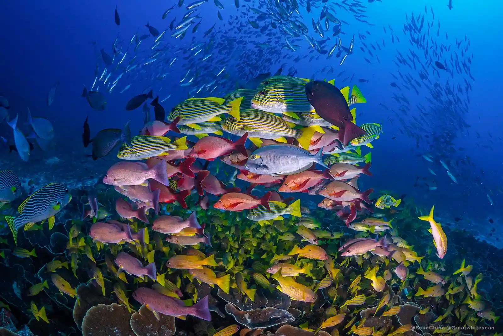 Schooling reef fish massed over a coral reef | Komodo Luxury