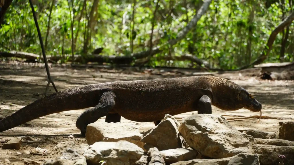 Komodo Dragon on Komodo National Park | Komodo Tour Packages | Komodo Luxury