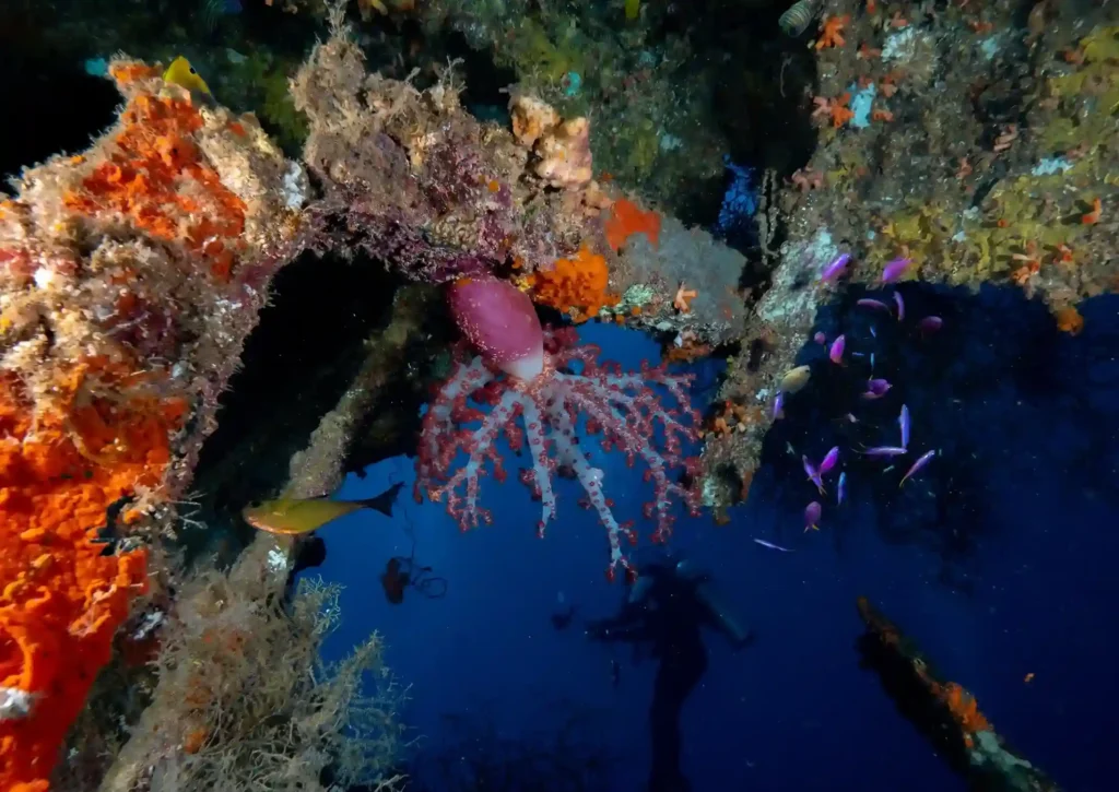 Underwater Triton Bay Tours | Kaimana Tours | Luxury Phinisi | Komodo Luxury