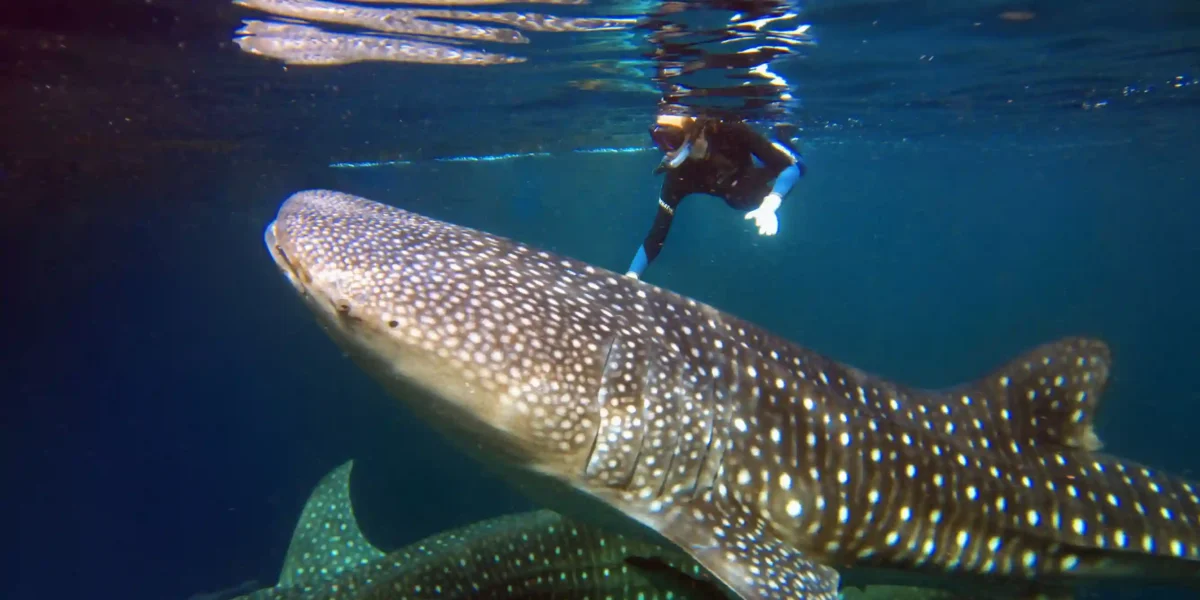 Whale Sharks of Saleh Bay: Adding Gentle Giants to Your Komodo Cruise