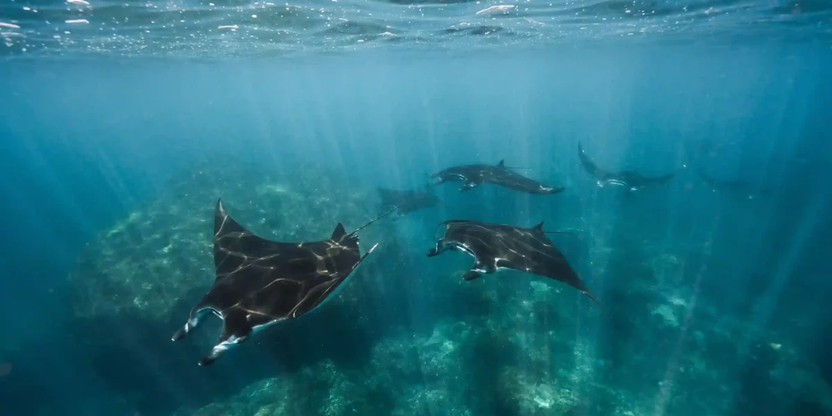 Manta Point Labuan Bajo | Komodo Luxury