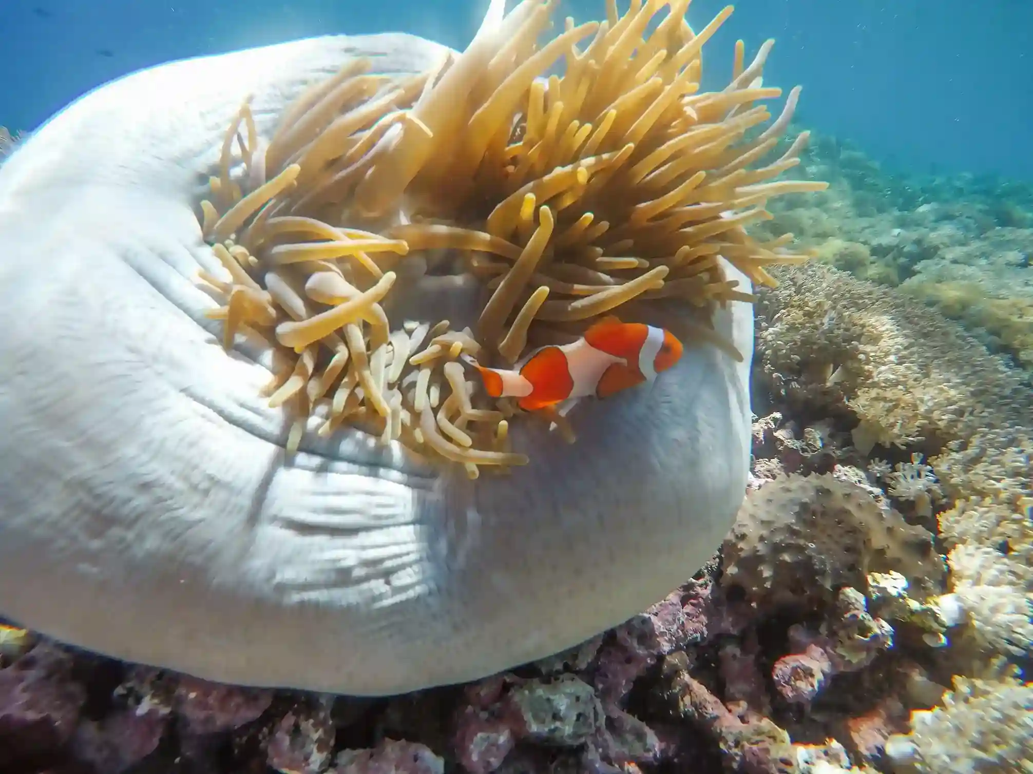 Coral and anemone on a shallow reef