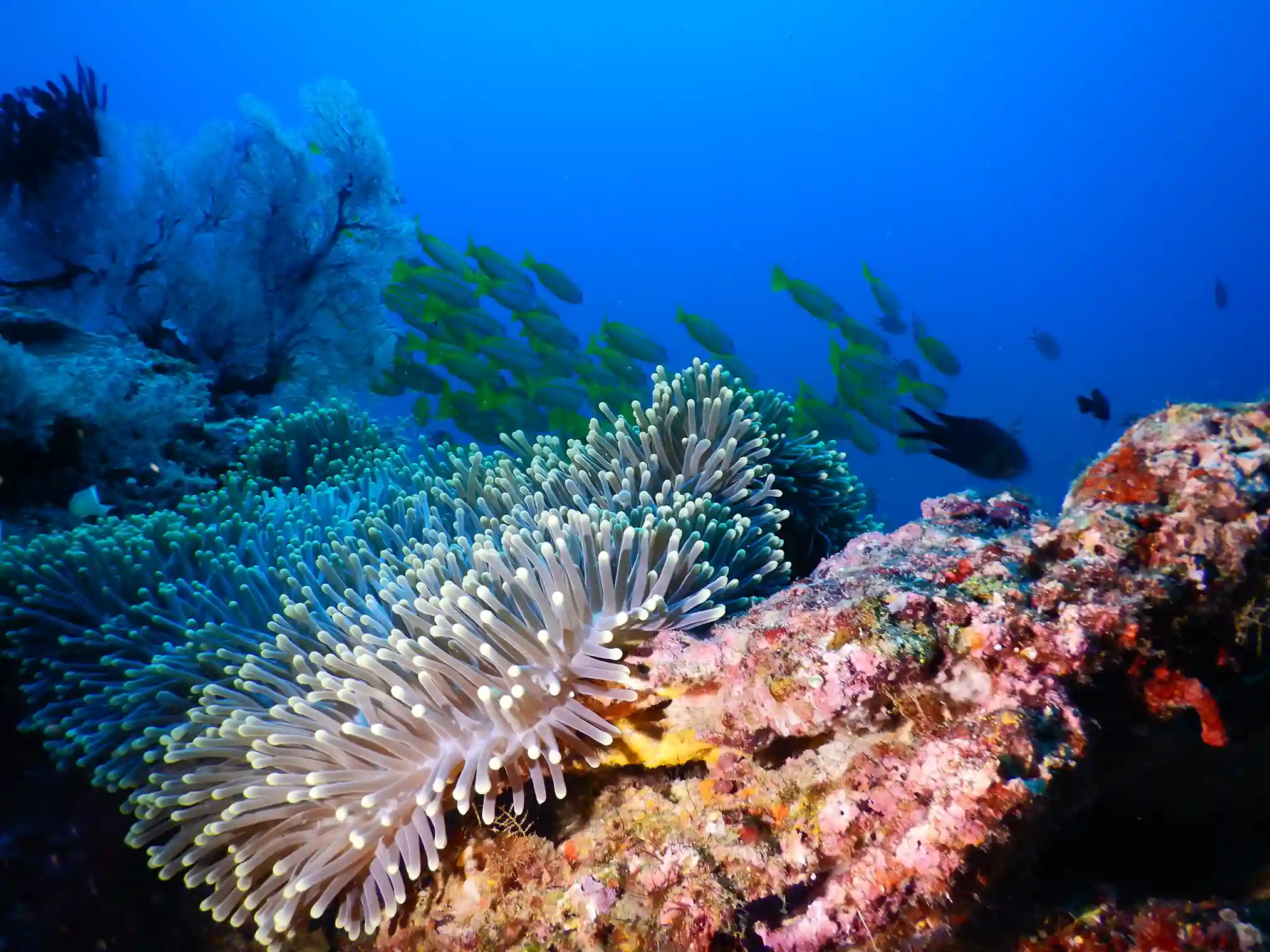 Snorkelling over the reef at Siaba, Komodo