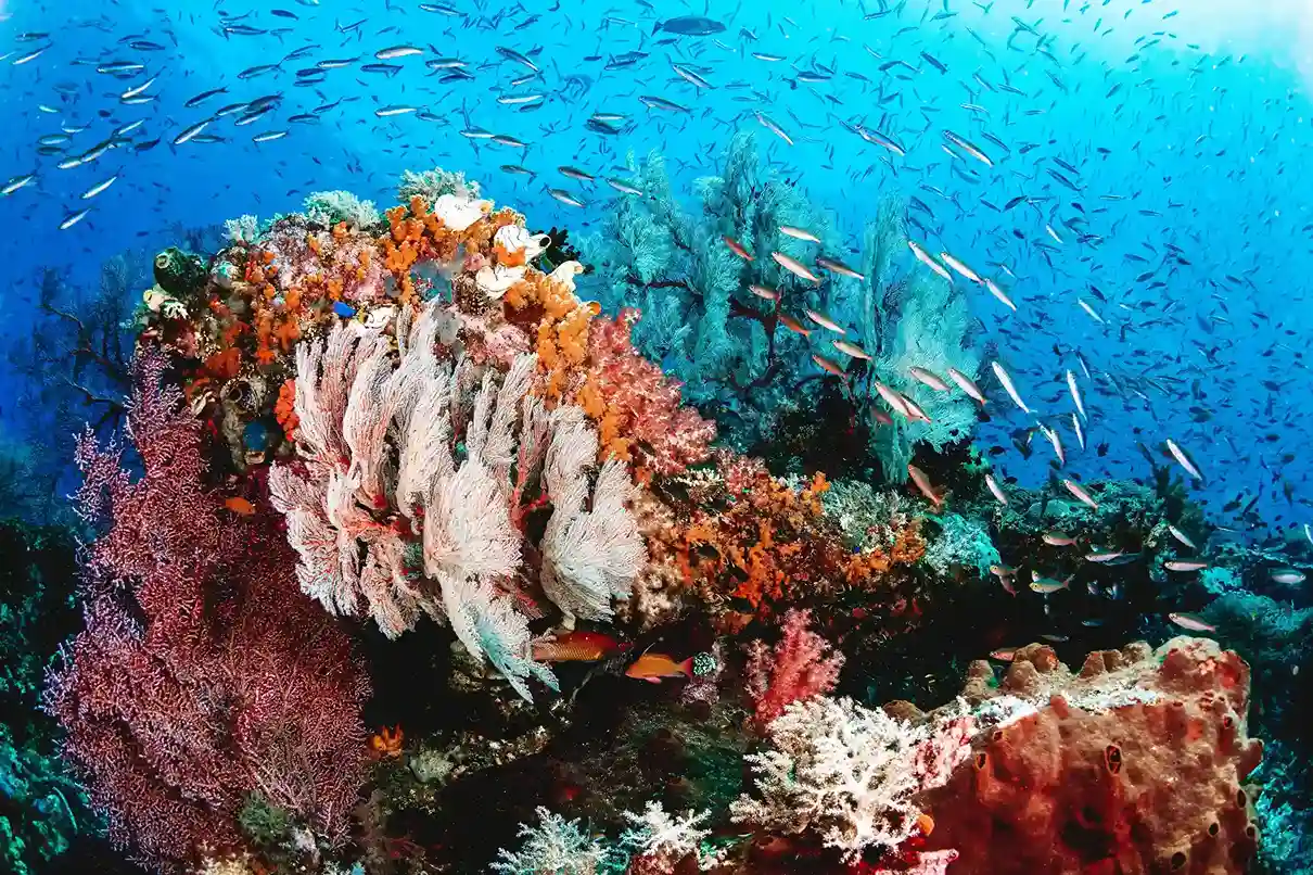 Dense coral and reef fish underwater in Raja Ampat | Komodo Luxury