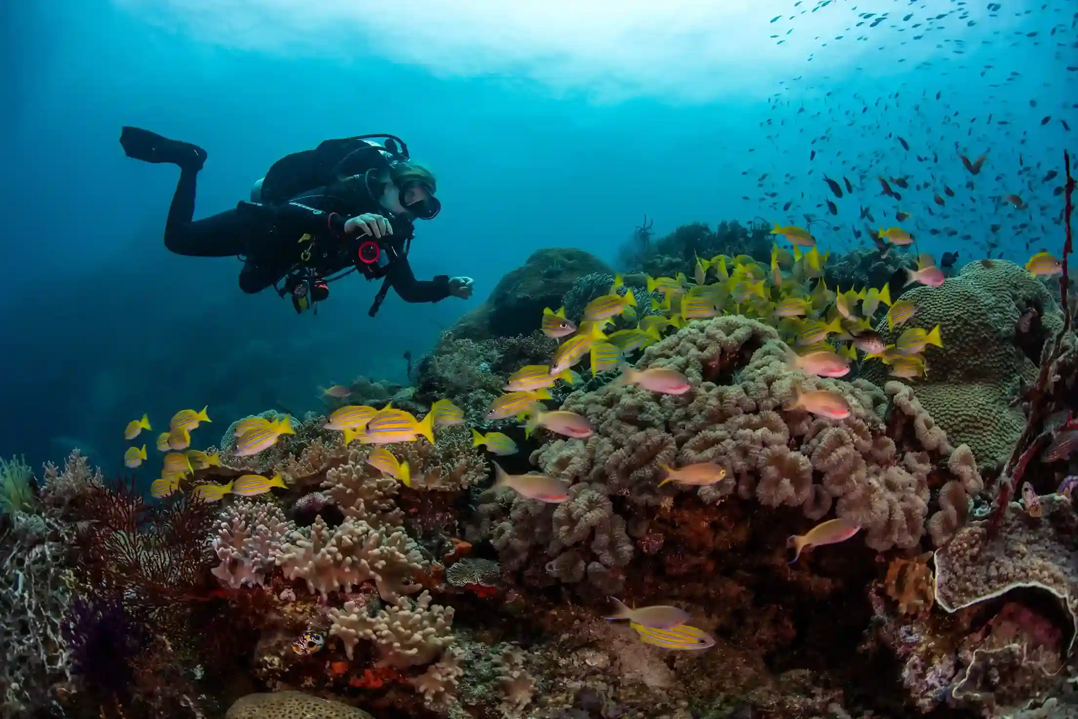 Dense soft-coral and invertebrate reef of the kind found in southern Komodo | Komodo Luxury