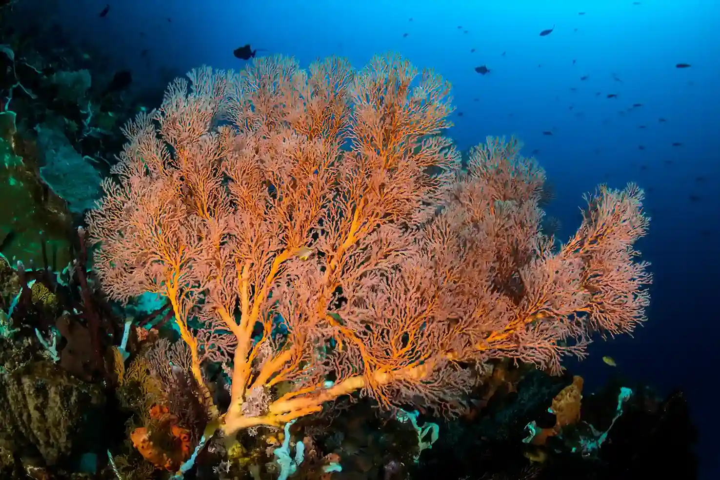 Divers moving along a current-swept reef in Raja Ampat | Komodo Luxury