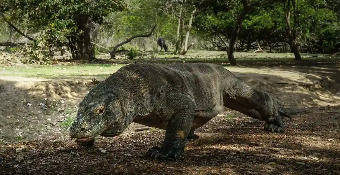 Best Time of Day to See Komodo Dragons | Komodo Luxury