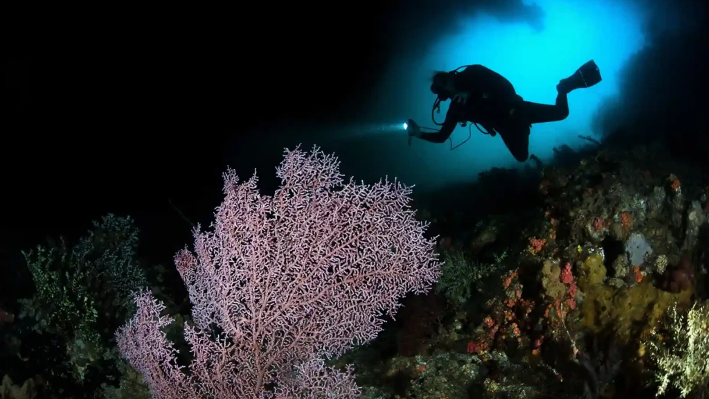 Misool Diving in Raja Ampat | Private Cruise Raja Ampat | Komodo Luxury