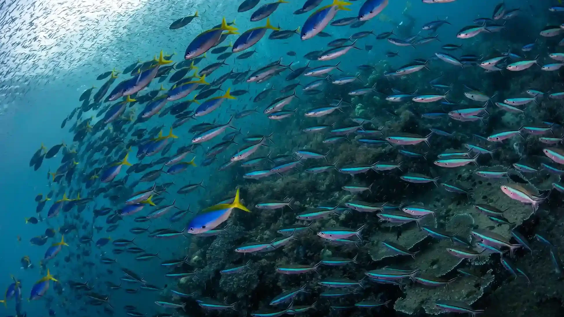 Invertebrate Communities and Specialized Adaptations