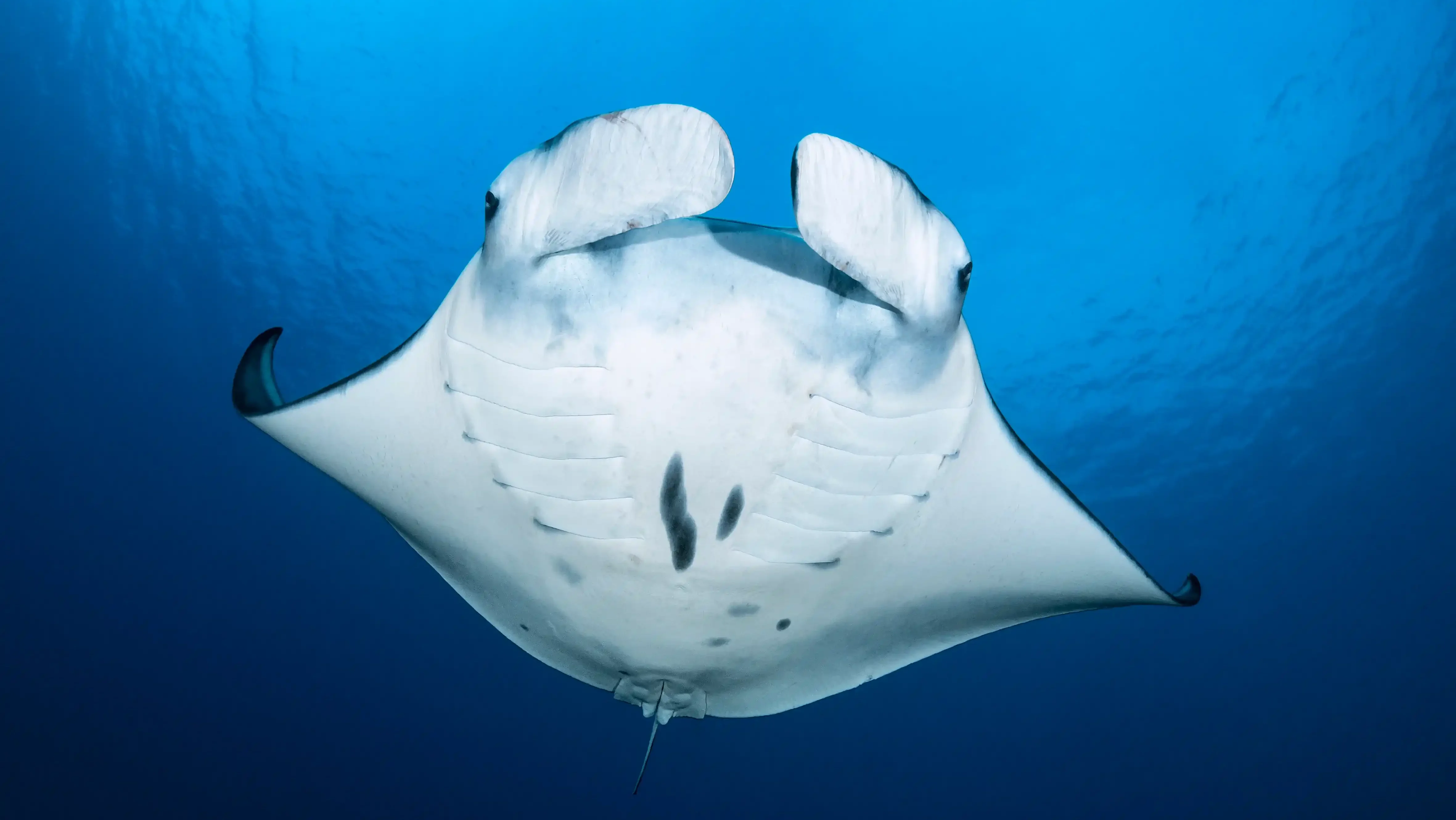 Manta Ray in Misool Raja Ampat Underwater | Komodo Luxury