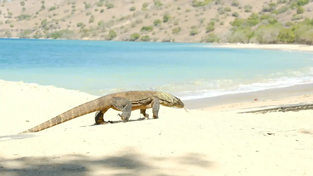 Komodo Dragon Walking on Beach | Komodo Luxury