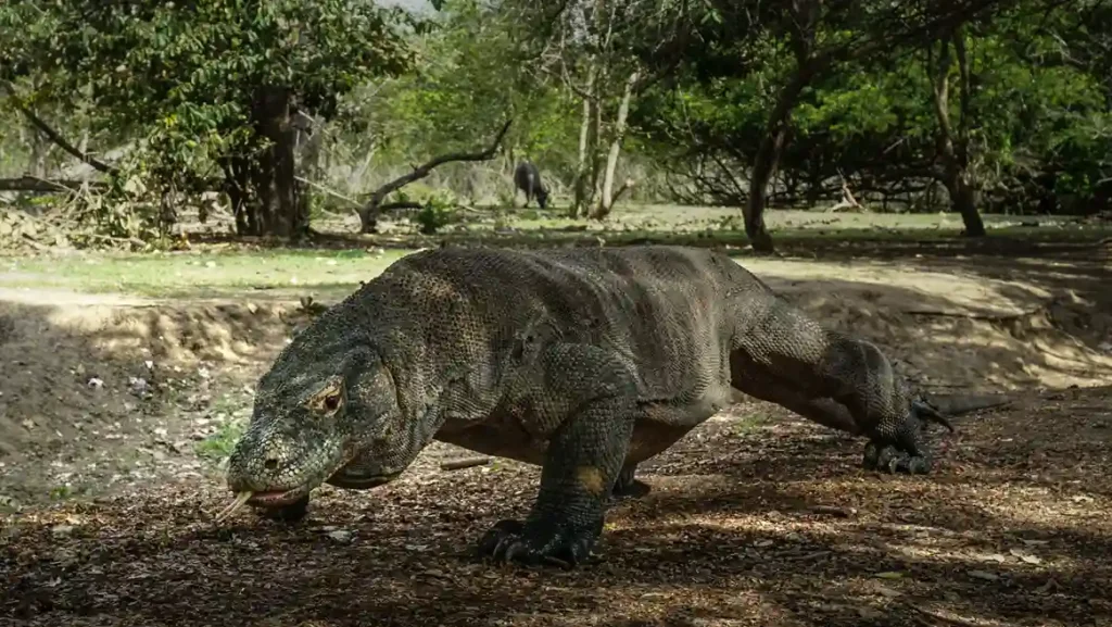 Komodo Dragon | Komodo Luxury