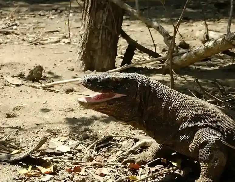 Komodo Dragon Mouth | Komodo Luxury