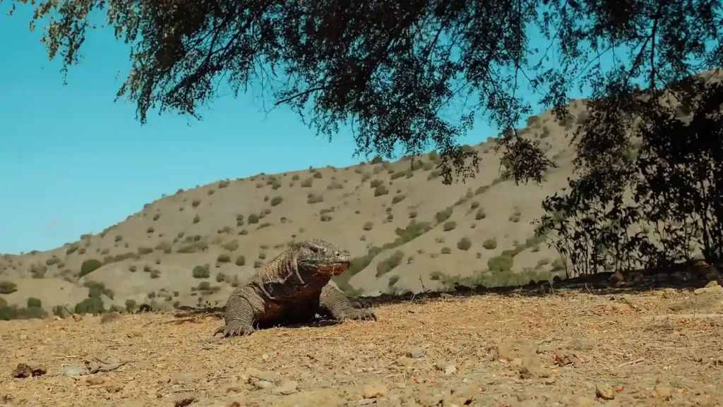 Komodo Dragon | Komodo Island Tour | Komodo Luxury