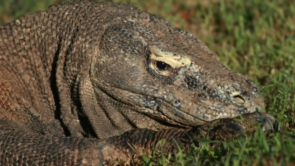 Komodo Dragon | Komodo Island Tour | Komodo Luxury