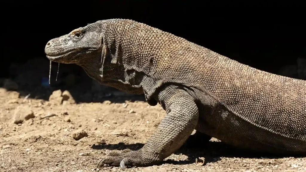 Komodo Dragon | Komodo Island Tour | Komodo Luxury