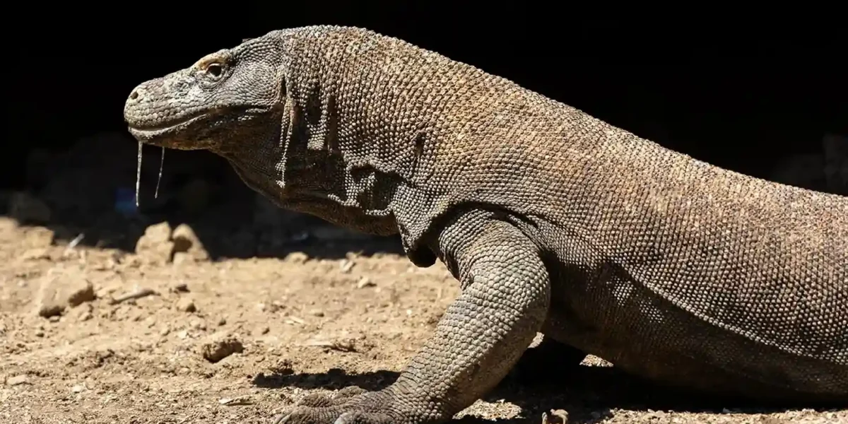 Komodo Dragon | Komodo Island Tour | Komodo Luxury